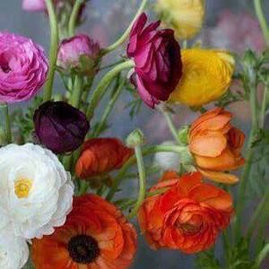 Meet your Posher, Sofia